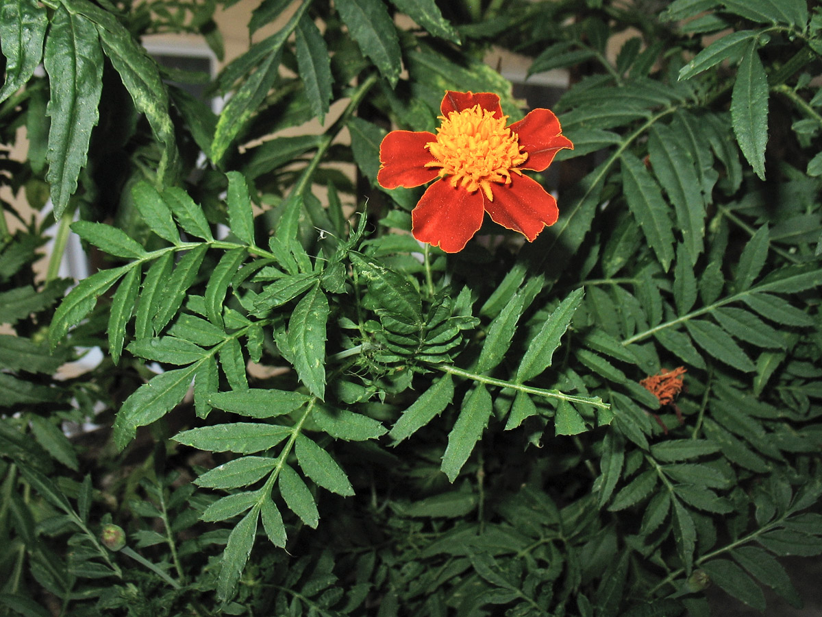 Image of Tagetes patula specimen.