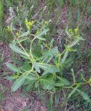 Erucastrum armoracioides. Зацветающее растение. Казахстан, Терскей Алатау, горы Басулытау, 2200 м.н.у.м. 16.06.2010.