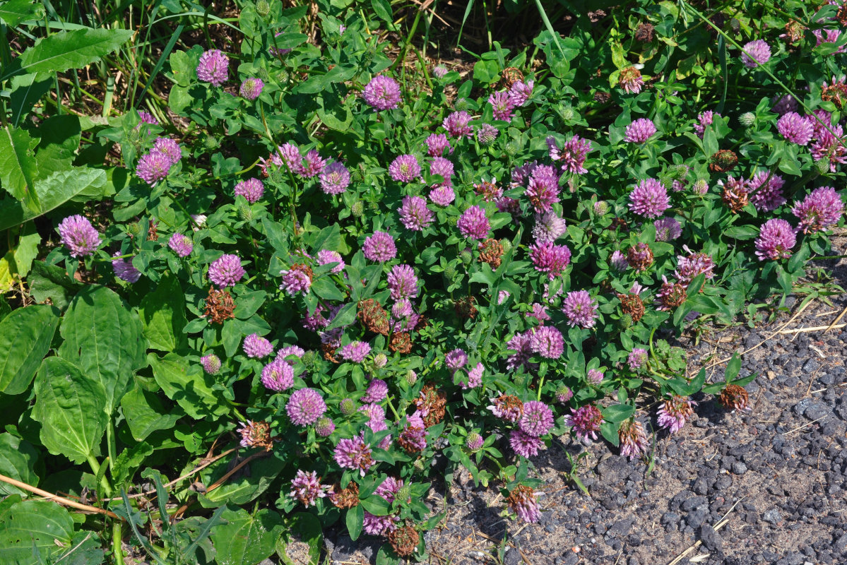 Изображение особи Trifolium pratense.