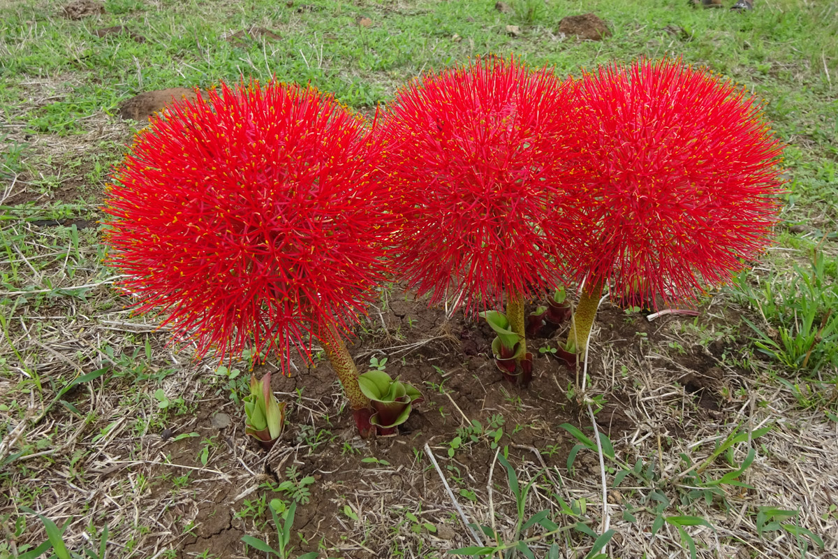 Image of Scadoxus multiflorus specimen.