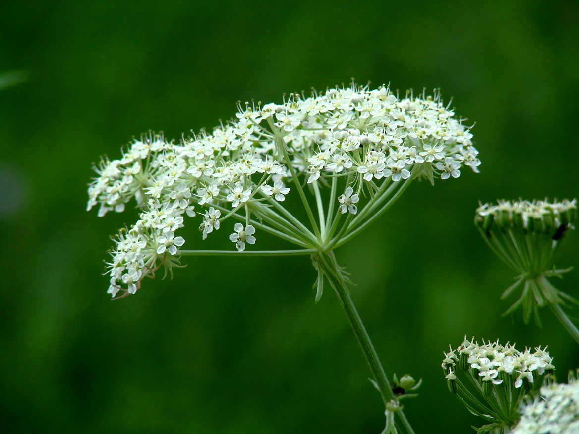 Изображение особи Pleurospermum uralense.