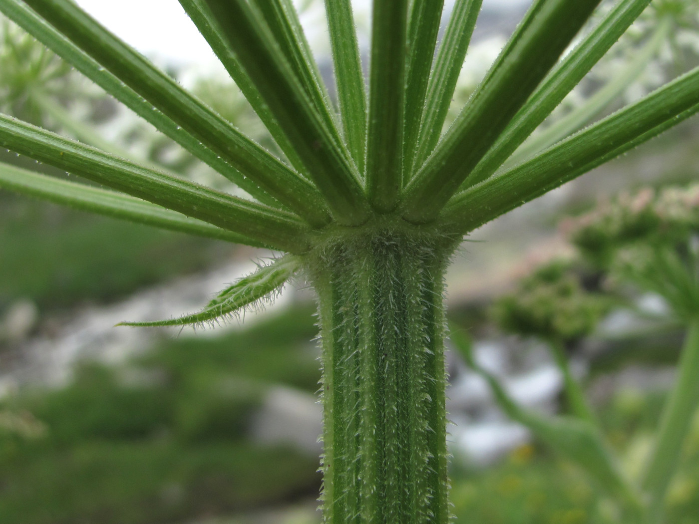 Image of Heracleum freynianum specimen.