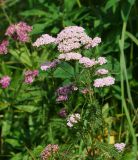 Achillea millefolium