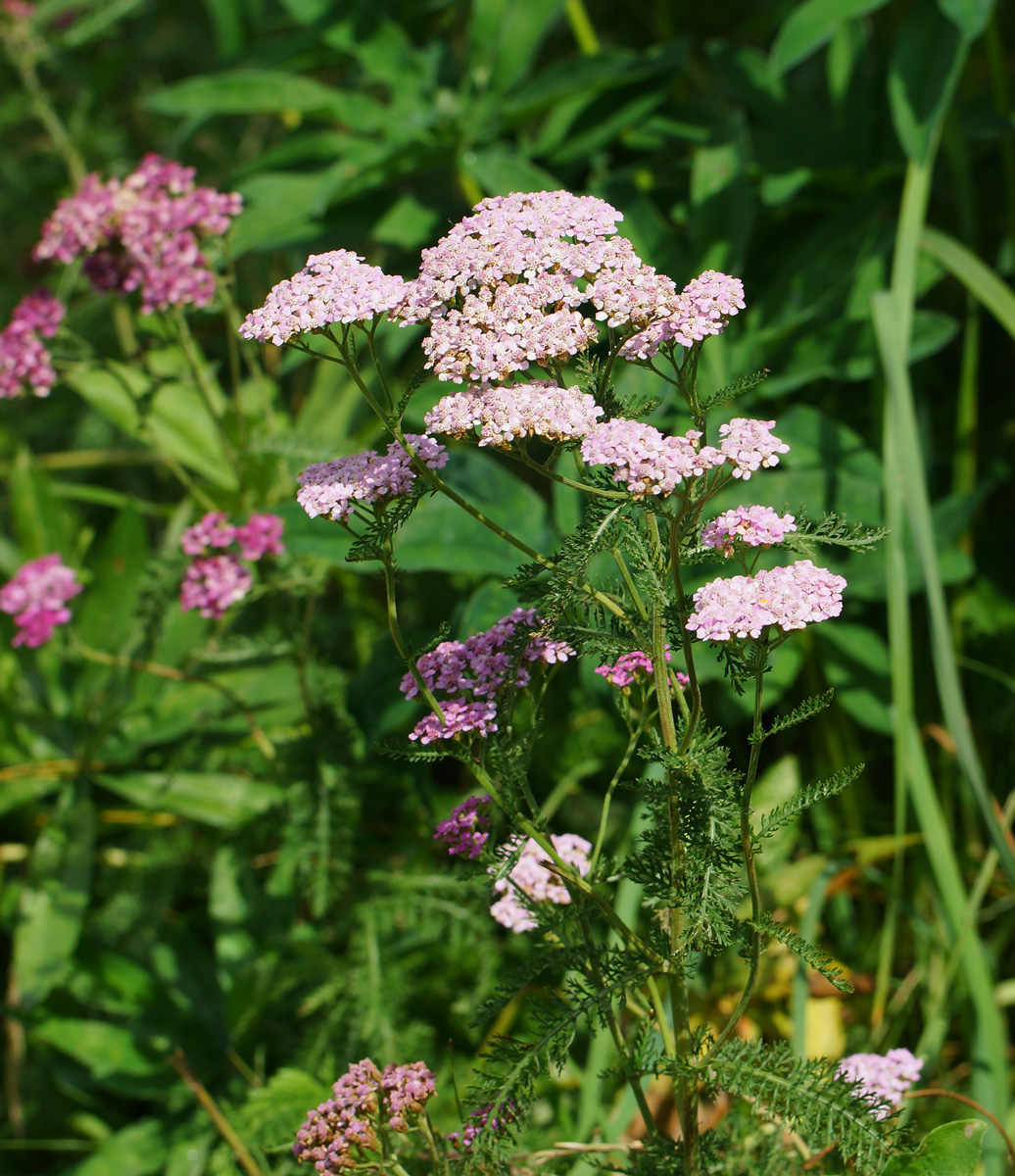 Изображение особи Achillea millefolium.