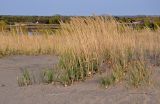 Calamagrostis epigeios. Плодоносящие растения. Тульская обл., Узловский р-н, Романцевские горы, песчаный берег карьера. 03.10.2020.