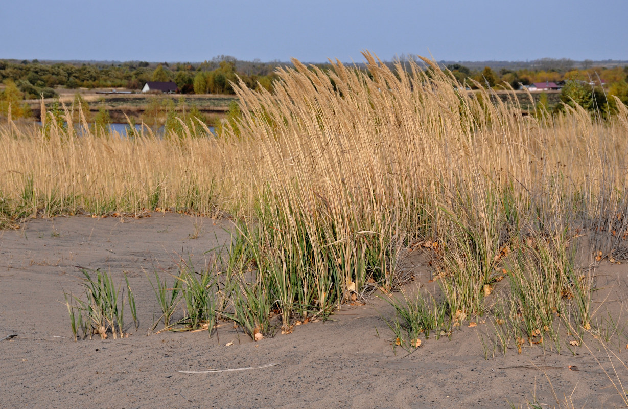 Image of Calamagrostis epigeios specimen.