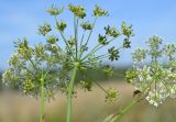 Pimpinella saxifraga