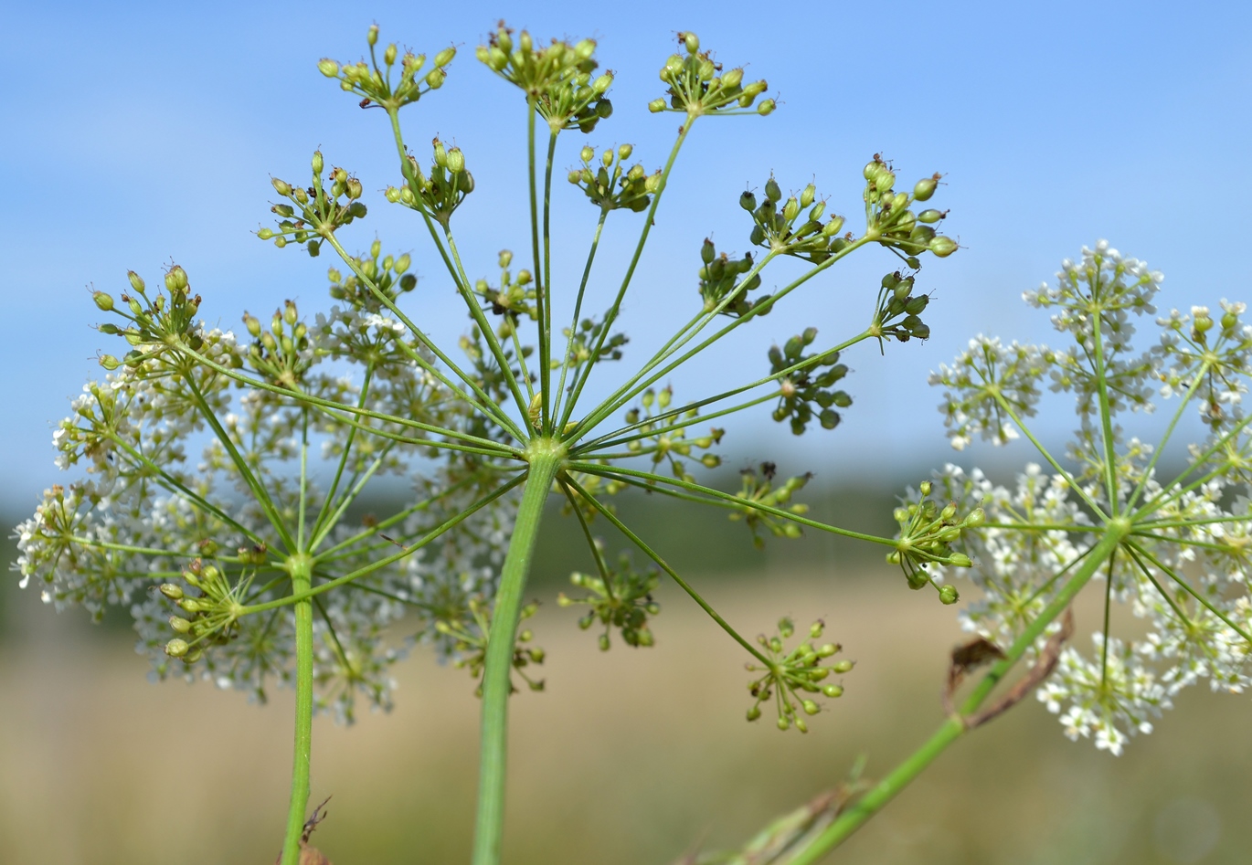 Image of Pimpinella saxifraga specimen.