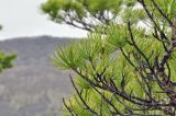 Pinus koraiensis. Часть ветви. Приморский край, Лазовский р-н, падь Синегорная, скальный комплекс \"Белый город\", выс. около 500 м н.у.м., смешанный лес. 17.05.2020.