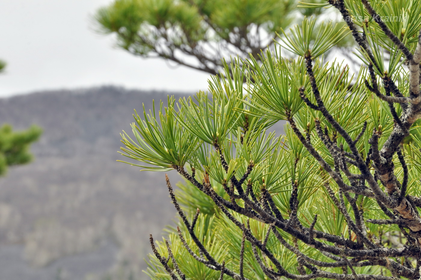 Изображение особи Pinus koraiensis.