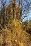 Calamagrostis purpurea. Плодоносящее растение с листвой в осенней окраске. Мурманск, Горелая сопка, распадок между сопок, рябиново-берёзовый лес у ручья. 24.09.2020.