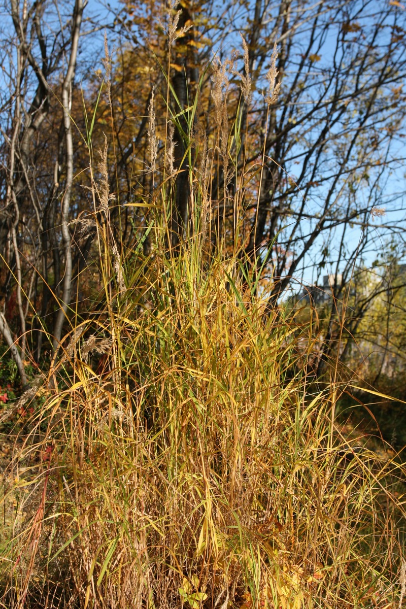 Изображение особи Calamagrostis purpurea.