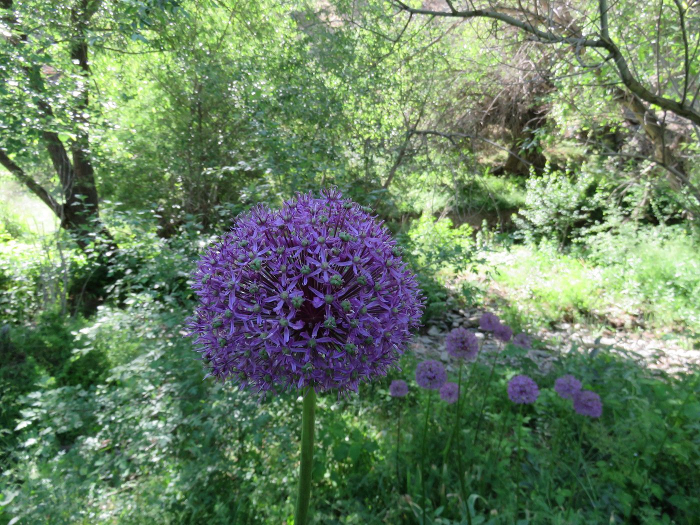 Изображение особи Allium altissimum.