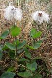 Clematis integrifolia. Плодоносящее растение. Ай-Петринская яйла. 25 сентября 2010 г.