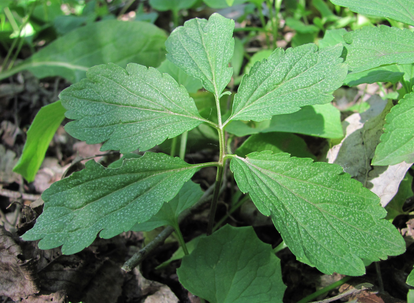 Image of Cardamine quinquefolia specimen.