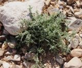 Centaurea aegyptiaca. Бутонизирующее растение. Израиль, окр. г. Арад, дно вади. 04.03.2020.