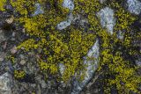 genus Candelariella