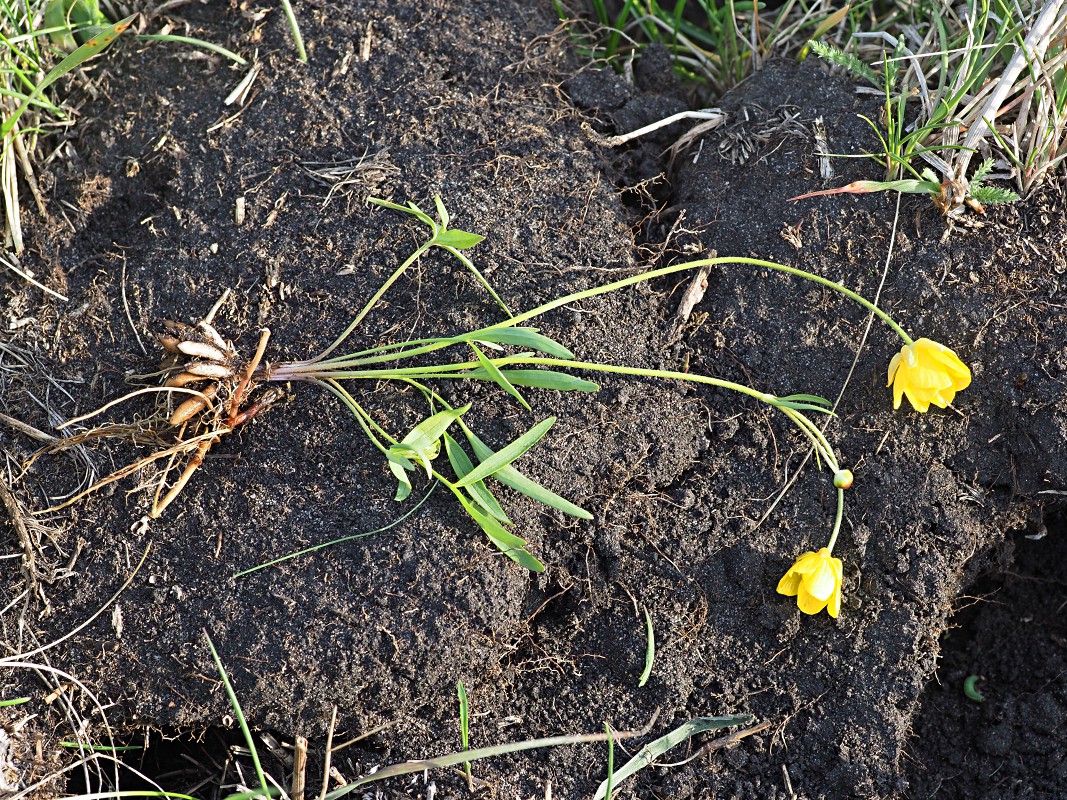 Изображение особи Ranunculus pedatus.