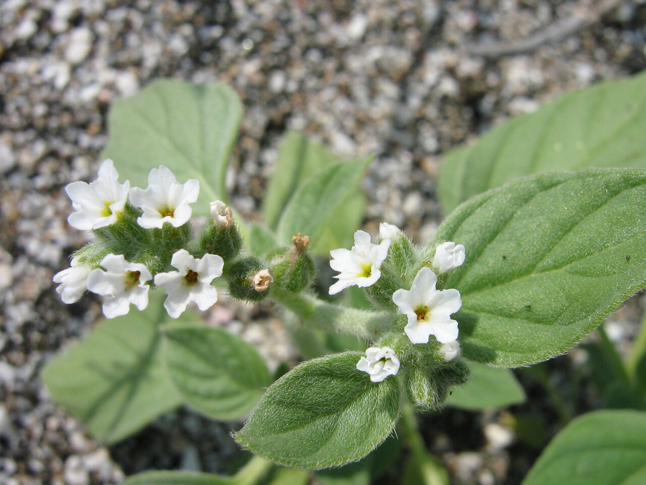 Изображение особи Heliotropium europaeum.