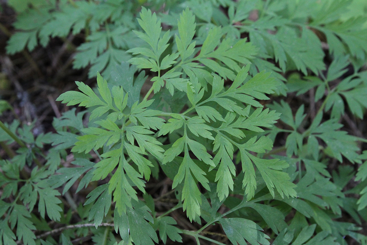 Image of Dicentra formosa specimen.