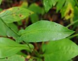 Bupleurum longiradiatum. Нижняя часть побега с листьями. Приморский край, Лазовский р-н, Лазовский заповедник, окр. кордона Америка. 17.08.2009.