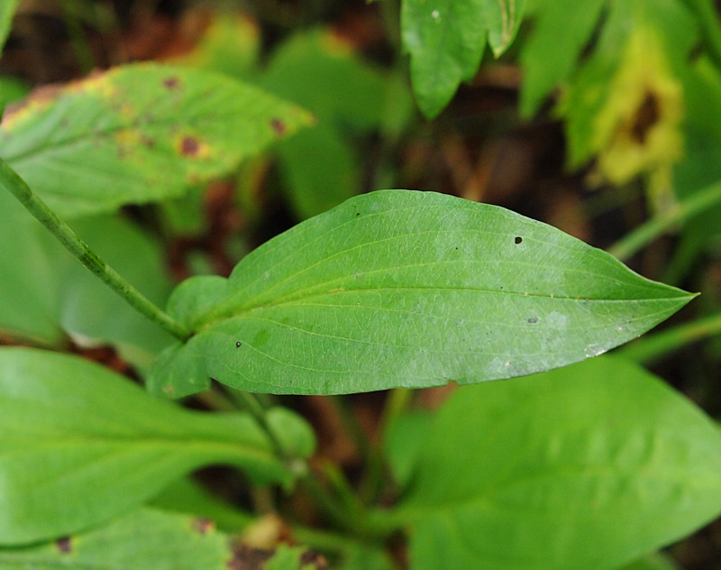 Image of Bupleurum longiradiatum specimen.