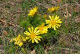 Adonis vernalis. Цветущее растение. Самарская обл., Ставропольский р-н, окр. с. Жигули, Молодецкий курган, луговой склон. 03.05.2021.