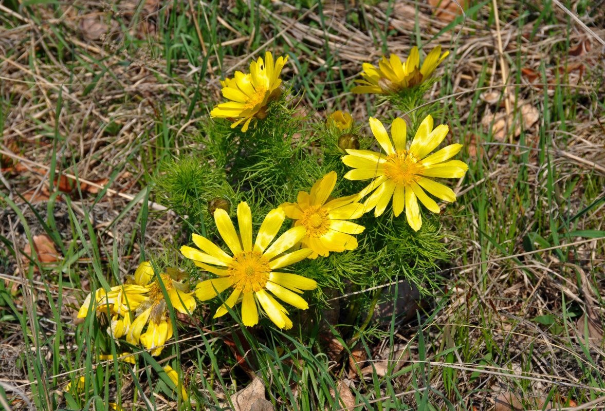 Изображение особи Adonis vernalis.