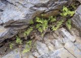 Cystopteris fragilis. Вегетирующие вайи в сообществе с Asplenium ruta-muraria. Пермский край, Лысьвенский р-н, долина р. Чусовая, камень Дужной, на обнажениях известняка. 05.04.2021.