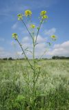 Sisymbrium loeselii