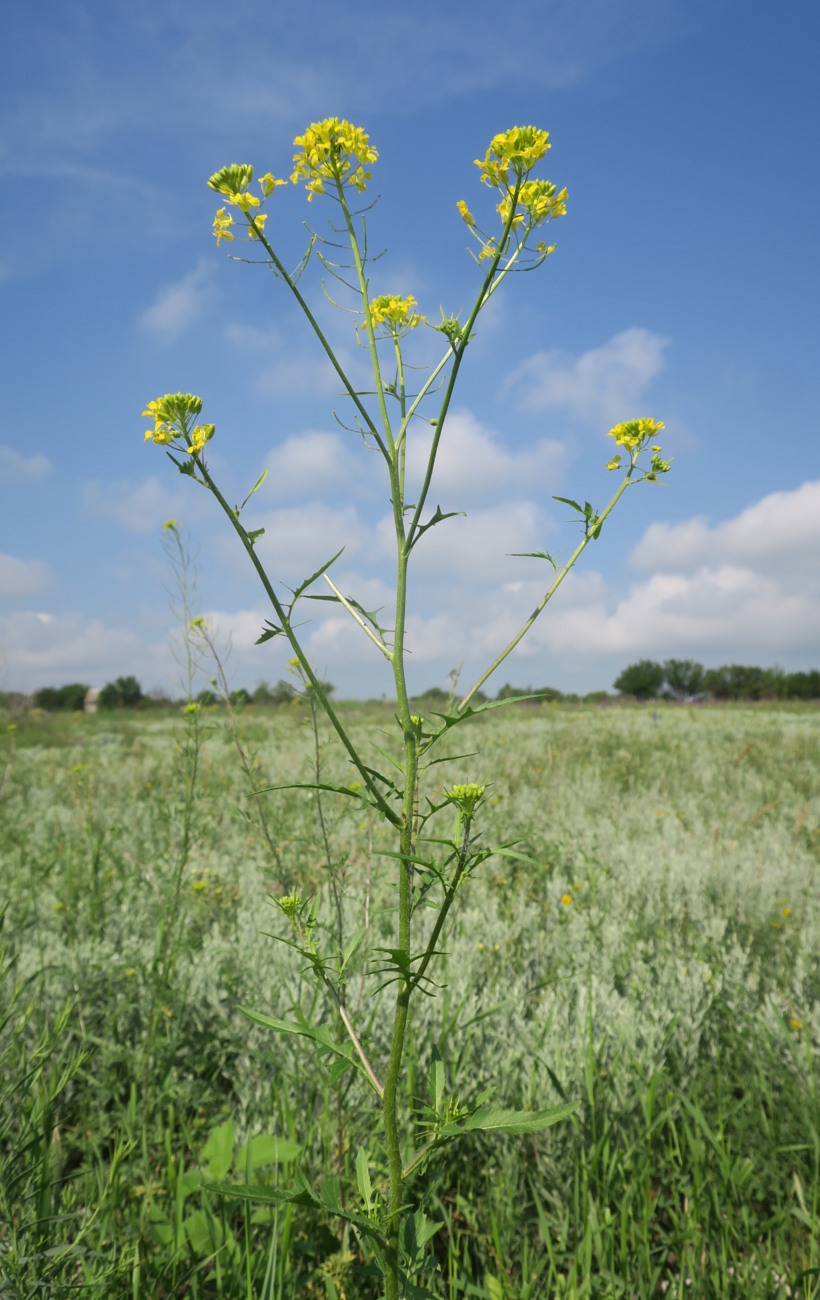 Image of Sisymbrium loeselii specimen.