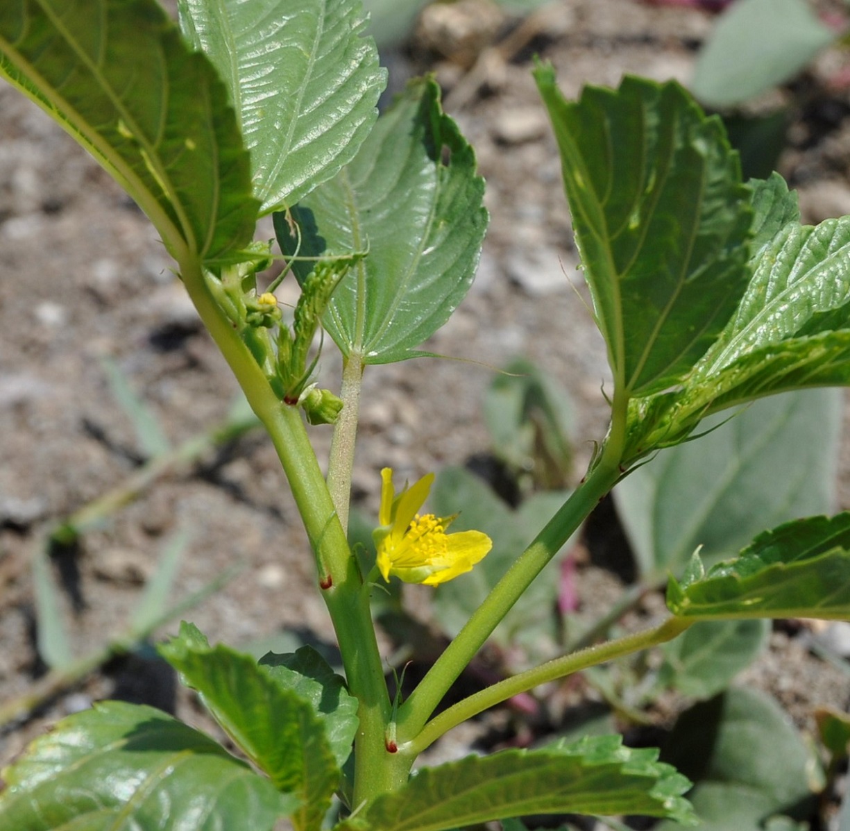 Изображение особи Corchorus olitorius.