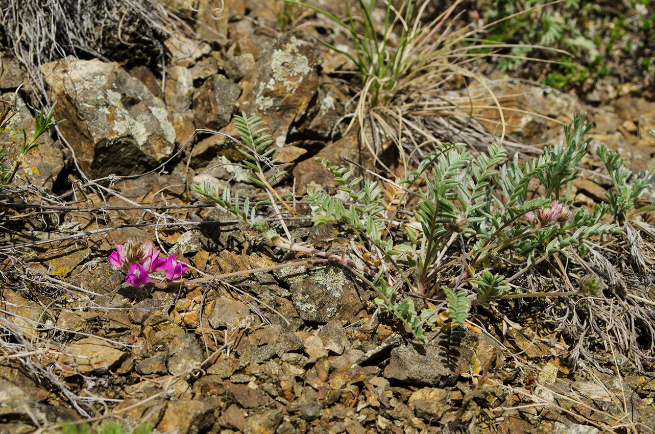 Изображение особи Oxytropis floribunda.