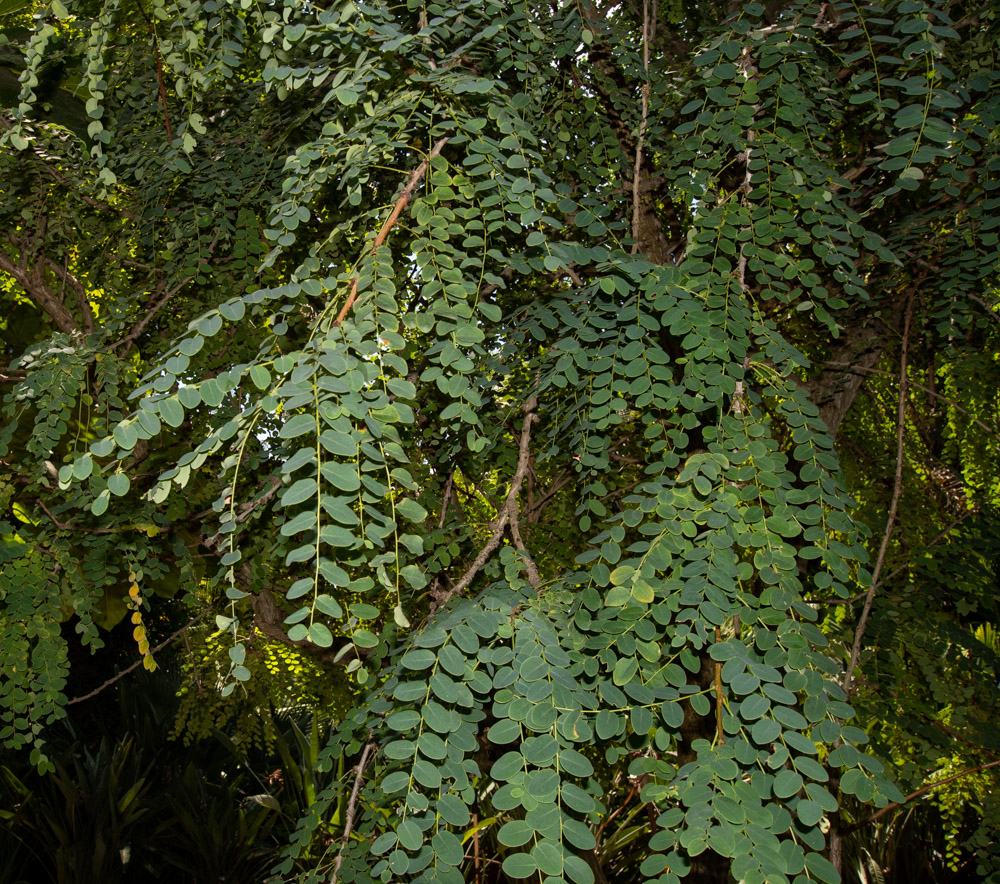 Image of genus Phyllanthus specimen.
