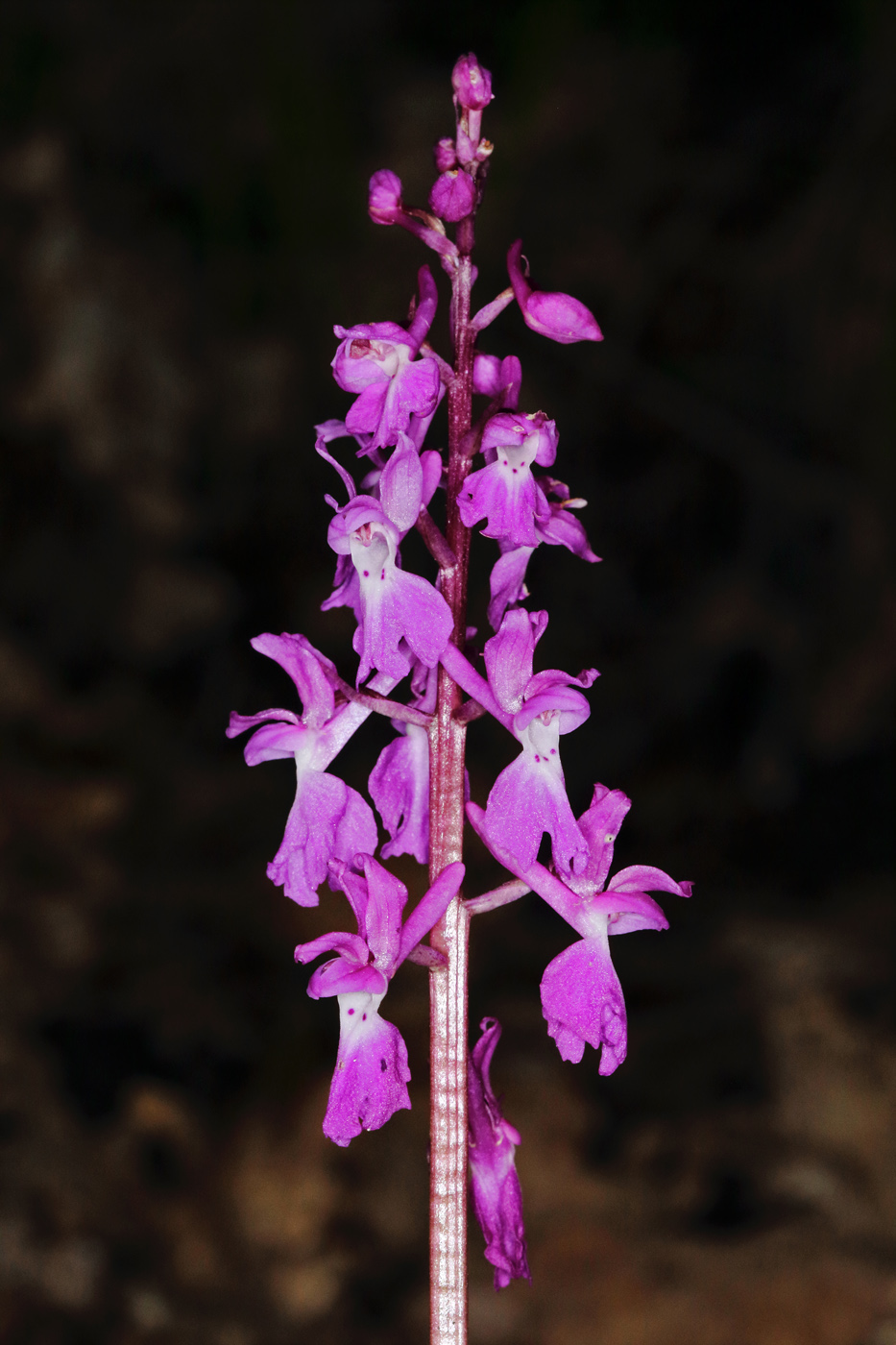 Image of Orchis mascula specimen.