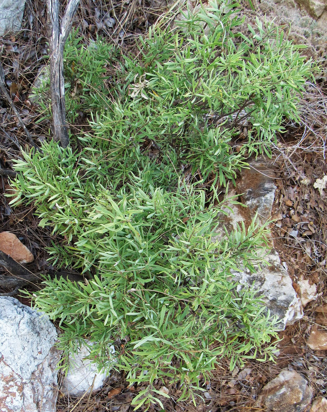 Image of Daphne gnidioides specimen.