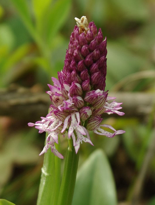 Image of Orchis &times; angusticruris nothosubsp. transcaucasica specimen.