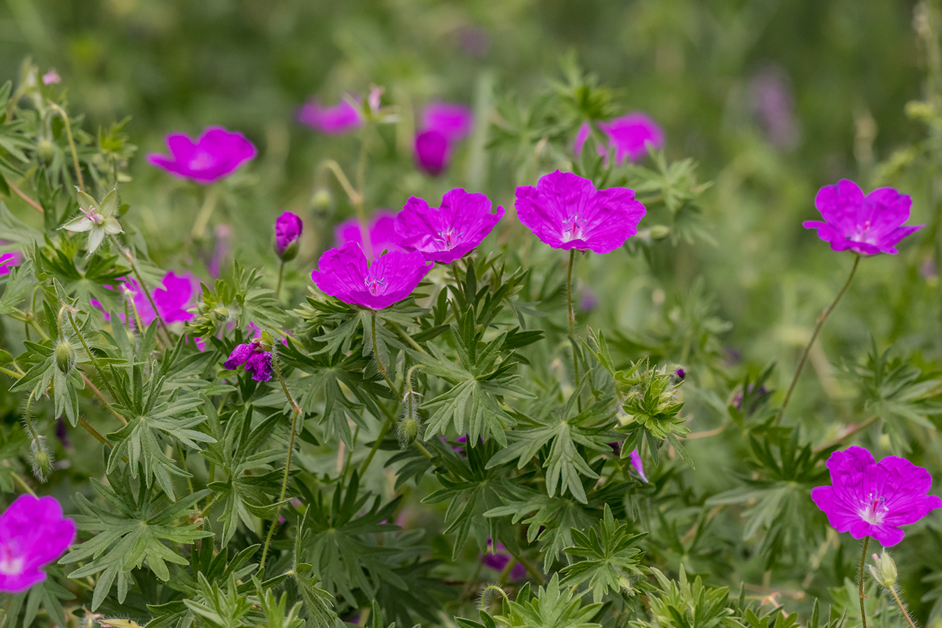 Изображение особи Geranium sanguineum.