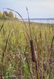 Typha angustifolia