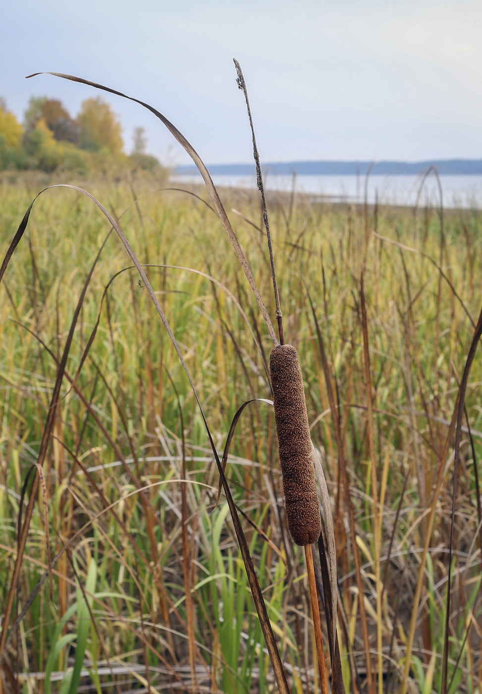 Изображение особи Typha angustifolia.