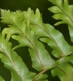 Nephrolepis exaltata. Сегменты стерильной вайи. Израиль, Шарон, г. Тель-Авив, ботанический сад тропических растений. 31.07.2019.