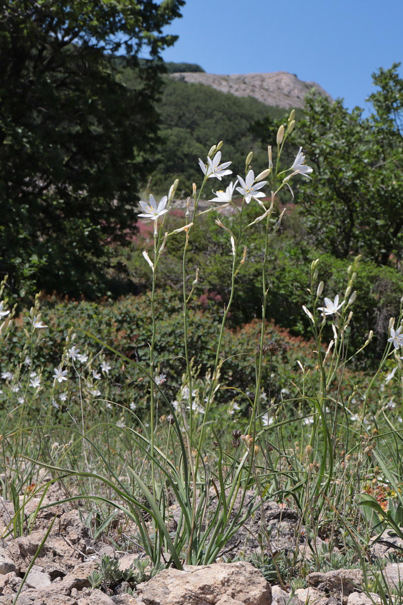 Изображение особи Anthericum liliago.