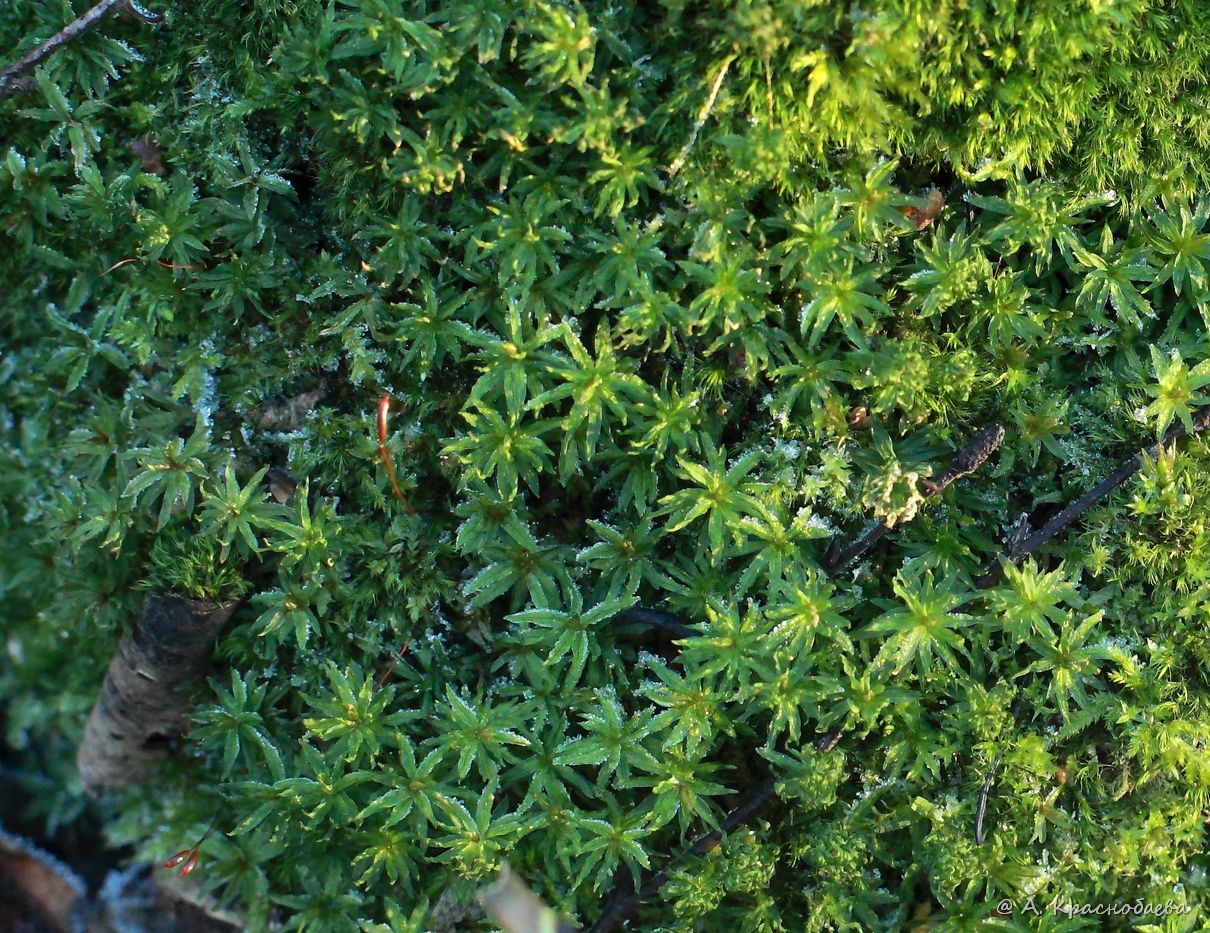 Image of Atrichum undulatum specimen.