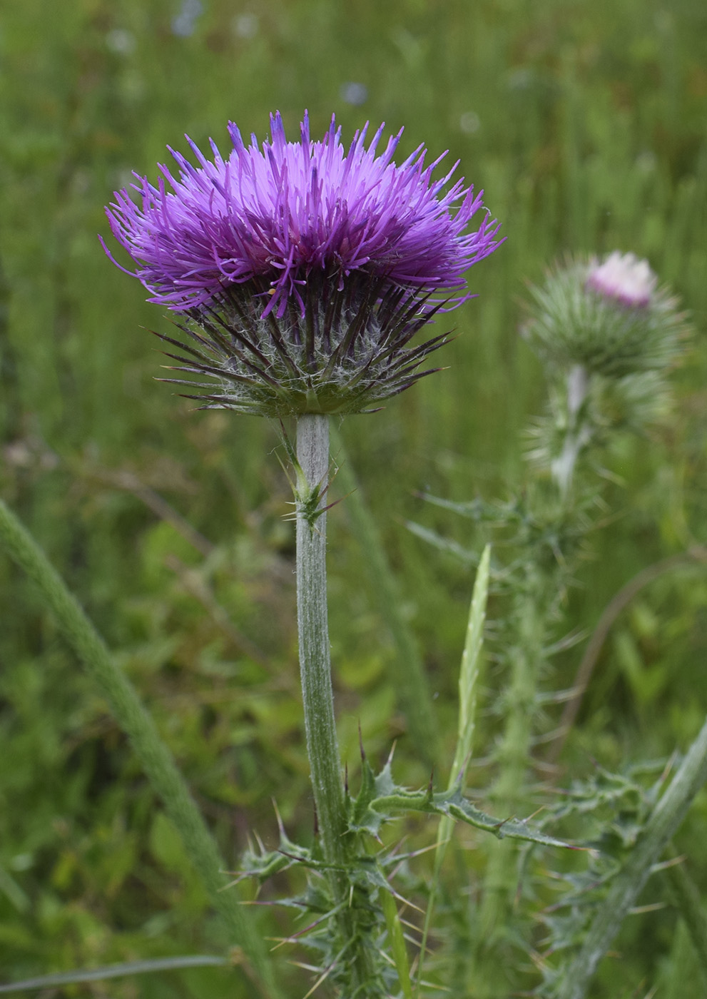 Image of genus Carduus specimen.