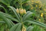 Polygonatum verticillatum. Часть побега с соцветием. Республика Северная Осетия-Алания, Алагирский р-н, Большой Кавказ, Скалистый хребет, южный склон в р-не с. Ход, субальпийский пояс, ≈ 2240 м н.у.м., у обочины грунтовой дороги. 01.07.2021.