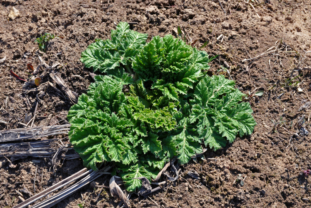 Image of Heracleum sosnowskyi specimen.