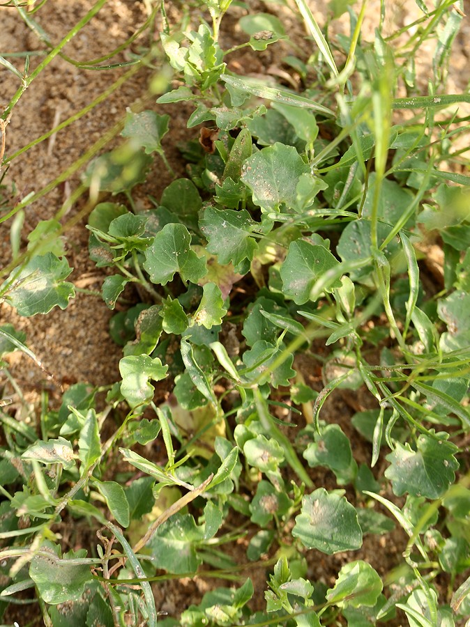 Изображение особи Campanula rotundifolia.