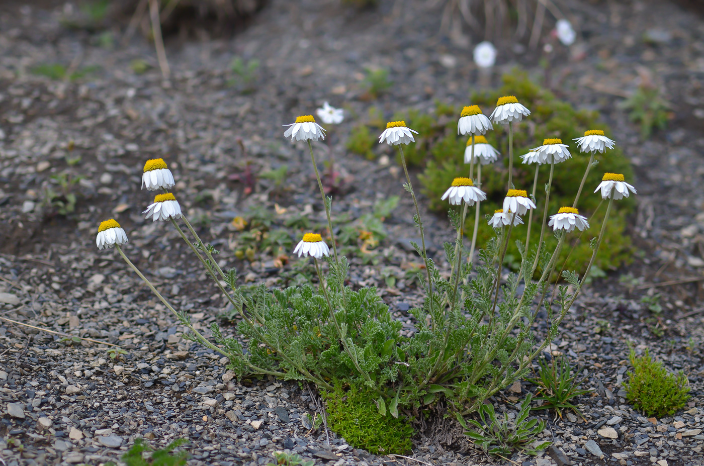 Изображение особи род Anthemis.