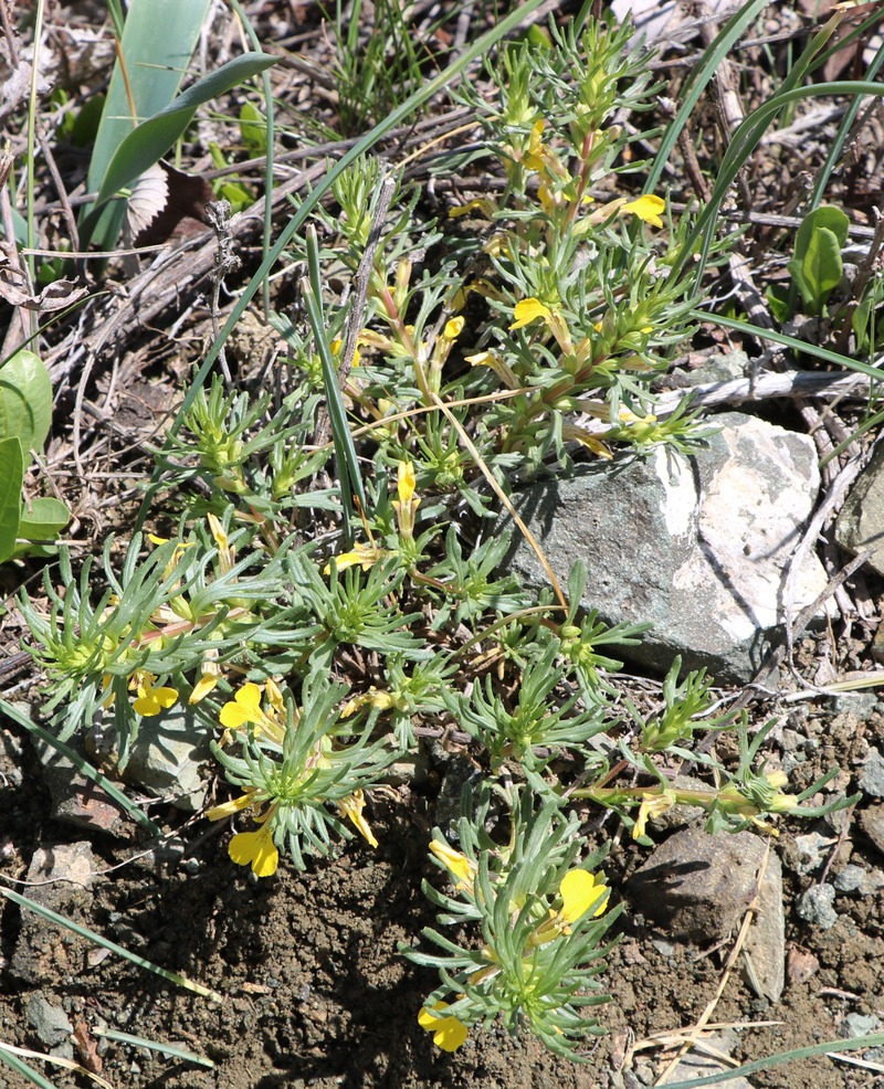 Image of Ajuga chia specimen.