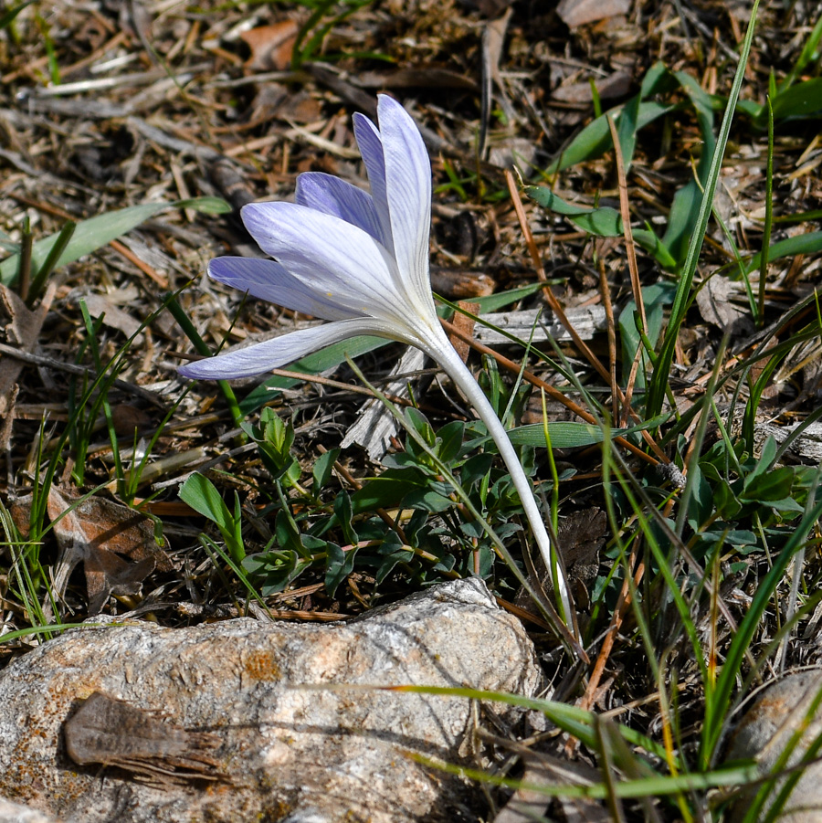 Изображение особи Crocus hermoneus.